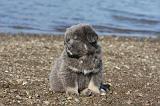 DOGUE DU TIBET 099